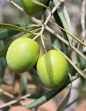 Grill Izgara Yeşil Zeytin 1 KG