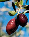 Çok Az Tuzlu Gemlik Kuru Sele Siyah Zeytin (%2-3 Tuzlu) 9 KG