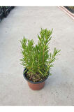 Rosmarinus Officinalis Biberiye Fidanı 10-20 cm