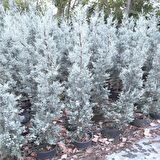 Mavi Selvi ( Cupressus arizonica ) 200cm