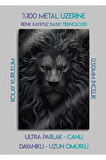Siyah Aslan Lion - Metal Duvar Tablosu