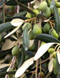 Edremit Kırma Yeşil Zeytin 1 Kg.