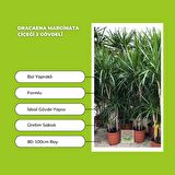 Dracaena Marginata Çiçeği 2 Gövdeli 80-100cm