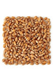 Yemlik Buğday 5 Kg 