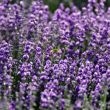 Fransız Lavanta Fidesi 'Lavandula Dentata' 5 Adet