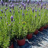 Fransız Lavanta Fidesi 'Lavandula Dentata' 5 Adet