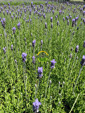 Fransız Lavanta Fidesi 'Lavandula Dentata' 5 Adet