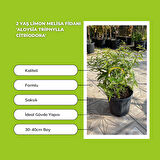 5 Adet 2 Yaş Limon Melisa Fidanı Paketi 'Aloysia triphylla Citriodora'