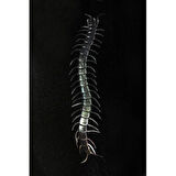 Dodes Karanlıkta Parlayan Fosforlu Kırkayak