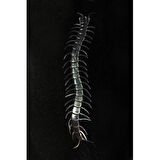 Dodes Karanlıkta Parlayan Fosforlu Kırkayak