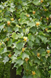 2 Yaşında Lale Ağacı (Liriodendron tulipifera) Fidanı - Bahçeniz İçin Zarif ve Gösterişli Bir Ağaç