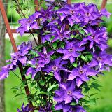 Clematis President Ormans Asması Çiçeği Fidanı İri Çiçekli İthal