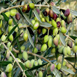 Bodur Yüksek Verimli Koroneiki Zeytin Tohum (500 tohum)