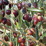Bodur Yüksek Verimli Koroneiki Zeytin Tohum (500 tohum)