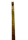 ALTIN VARAK KURT MODEL AHŞAP EL OYMASI AYAKKABI ÇEKECEĞİ 75 CM