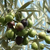 2 Yaş Edremit Zeytin Fidanı