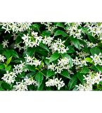 Fidan & Peyzaj - Arap Yasemin (100 cm.+Boy /Rhyncospermum jasminoides Star)
