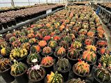 100 Adet Gymnocalycium Variegata Tohumu + 3 Adet 8 Cm 'lik Saksı ve Çimlendirme Torfu