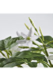 FEJKA Yapay Bitki, Beyaz, 12 cm, Yasemin

yapay bitki, beyaz, 12 cm, yasemin