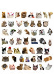 Çılgın Cats Sticker Seti | Laptop Ajanda Notebook Tablet Telefon Defter Etiket Bullet Journal