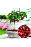 Tohum Bodur Bonsai Napolyon Kiraz Ağacı Tohumu 5 Adet