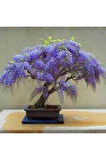 5 Adet Bodur Jakaranda Bonsai Ağacı Tohumu