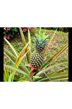 Ananas Meyve Ananas Tohumu  10 Adet