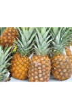 Ananas Meyve Ananas Tohumu  10 Adet