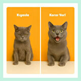 Biofeline Plus ve B Biotin kedi Damlasi - 50 ml