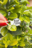 For You Model1 Krem Rengi İp Fitil Etiketi 100 Adet