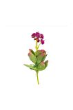 Yapay Adenium Obesum