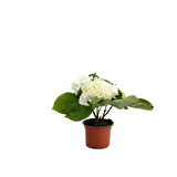  3 Adet Beyaz  Macrophylla Ortanca Fidanı 10-20 cm