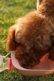 3 Adet Evcil Hayvan Kedi Köpek Suluğu Seyahat Su Şişesi Kasesi Pet Şişe Bağlantılı Kabı 3 Adet