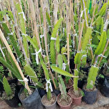 (2 KIRMIZI 2 BEYAZ) Ejder Meyvesi Pitaya Fidanı, Büyük Boy