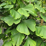 Tüplü Soğuklara Dayanıklı Şifalı Mabet Ağacı Ginkgo Biloba Fidanı