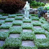 Dichondra Fare Kulağı Çiçeği Tohumu 100 Adet Tohum