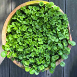 Dichondra Fare Kulağı Çiçeği Tohumu 100 Adet Tohum
