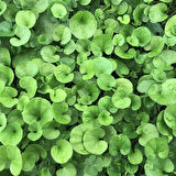Dichondra Fare Kulağı Çiçeği Tohumu 100 Adet Tohum