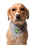 Köpek Bandana / Tendai