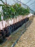 PALMER MANGO FİDANI (2 YAŞ 80 CM VE ÜZERİ) 2 ADET