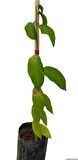 SUGAR APPLE FİDANI AŞISIZ 1 YAŞ 40 CM