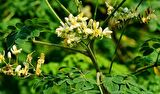 Moringa Fidanı (1 YAŞ 15-20 CM)
