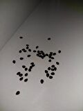 PASSİFLORA EDİLUS TOHUMU (20 ADET TAZE TOHUM)