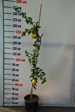 5 Yaş Aşılı 'YEDİVEREN' Kütdiken Limon Fidanı
