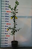 5 Yaş Aşılı 'YEDİVEREN' Kütdiken Limon Fidanı