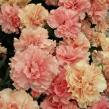 Nadir Kokulu Sweet Pleasure L Apricot Karanfil Çiçeği Fidesi (1 Adet)