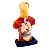 TWOX Nessiworld The Human Body İnsan Vücudu 3D Eğitim Seti 3301