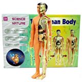 TWOX Nessiworld The Human Body İnsan Vücudu 3D Eğitim Seti 3302