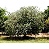 FEİJOYA FİDANI 4 YAŞ 1.5 MT