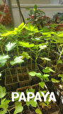 PAPAYA FİDANI 50 CM